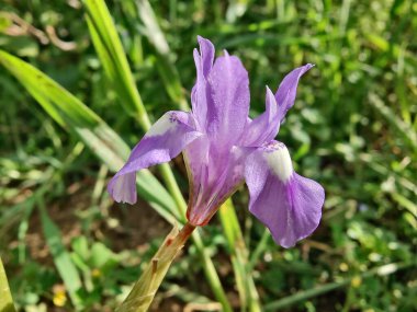Duvar irisi, cüce gölü irisi, Sibirya zambağı ya da Iris lacustrisi.