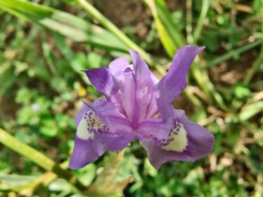 Duvar irisi, cüce gölü irisi, Sibirya zambağı ya da Iris lacustrisi.