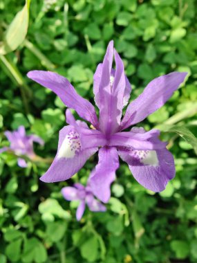 Duvar irisi, cüce gölü irisi, Sibirya zambağı ya da Iris lacustrisi.