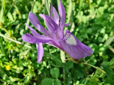 Duvar irisi, cüce gölü irisi, Sibirya zambağı ya da Iris lacustrisi.
