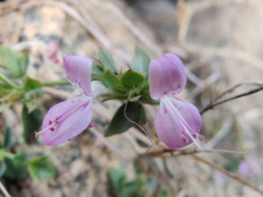 Dicliptera baphica veya Mountain Foldwing