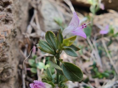 Dicliptera baphica veya Mountain Foldwing