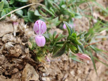Dicliptera baphica veya Mountain Foldwing