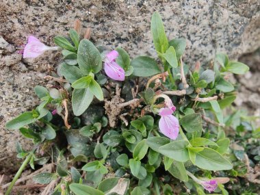 Dicliptera baphica veya Mountain Foldwing
