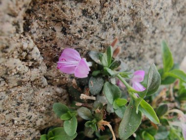Dicliptera baphica veya Mountain Foldwing