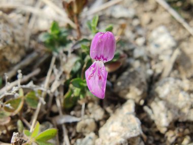 Dicliptera baphica veya Mountain Foldwing
