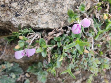 Dicliptera baphica veya Mountain Foldwing