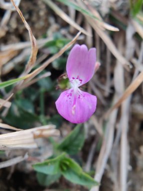 Dicliptera baphica veya Mountain Foldwing