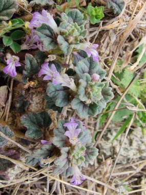 Ajuga decumbens, Bugleweed veya Lallemantia Royleana