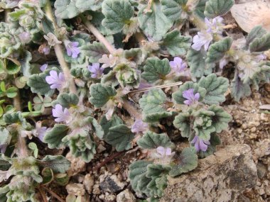 Ajuga decumbens, Bugleweed veya Lallemantia Royleana