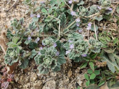 Ajuga decumbens, Bugleweed veya Lallemantia Royleana