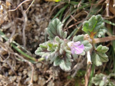 Ajuga decumbens, Bugleweed veya Lallemantia Royleana