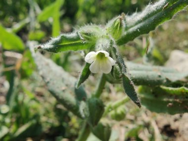 Nonea ya da Monkswort çiçekleri ve bitkileri 