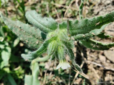 Nonea ya da Monkswort çiçekleri ve bitkileri 