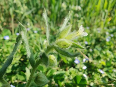Nonea ya da Monkswort çiçekleri ve bitkileri 