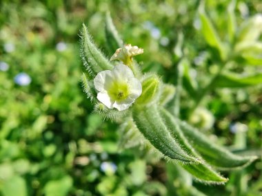 Nonea ya da Monkswort çiçekleri ve bitkileri 