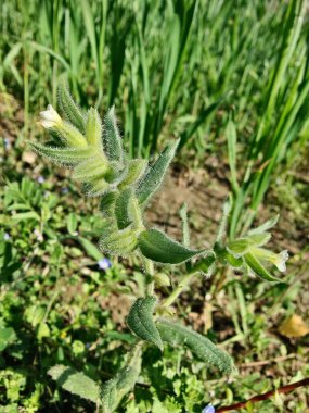 Nonea ya da Monkswort çiçekleri ve bitkileri 
