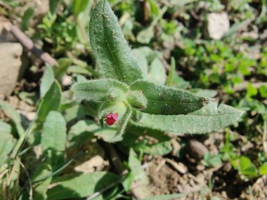 Nonea ya da Monkswort çiçekleri ve bitkileri 