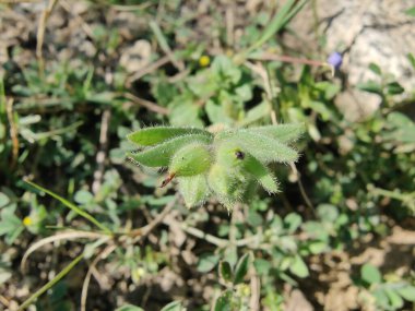 Nonea ya da Monkswort çiçekleri ve bitkileri 