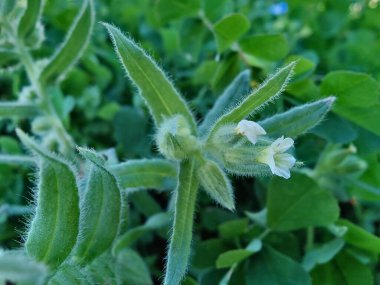 Nonea ya da Monkswort çiçekleri ve bitkileri 