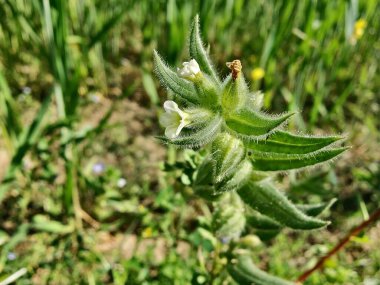 Nonea ya da Monkswort çiçekleri ve bitkileri 
