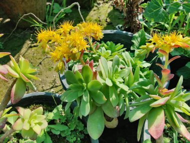 Sulu, Sedum palmeri, Hayalet-bitki veya Graptopetalum paraguayense