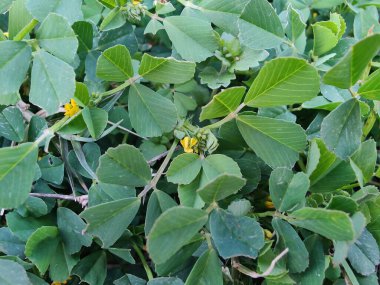 Burr sıhhiyesi, Medicago polimorfa, ama yonca ya da Medicago littoralis