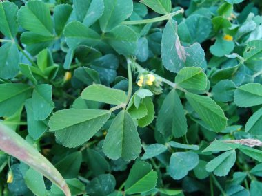 Burr sıhhiyesi, Medicago polimorfa, ama yonca ya da Medicago littoralis