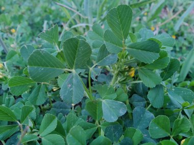 Burr sıhhiyesi, Medicago polimorfa, ama yonca ya da Medicago littoralis