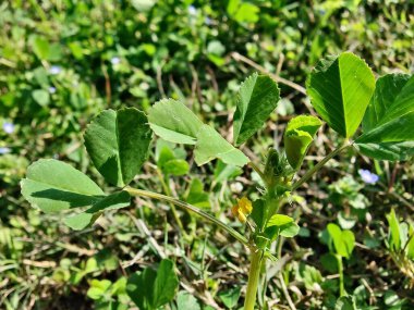 Burr sıhhiyesi, Medicago polimorfa, ama yonca ya da Medicago littoralis