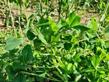 Burr sıhhiyesi, Medicago polimorfa, ama yonca ya da Medicago littoralis