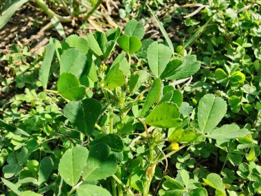 Burr sıhhiyesi, Medicago polimorfa, ama yonca ya da Medicago littoralis