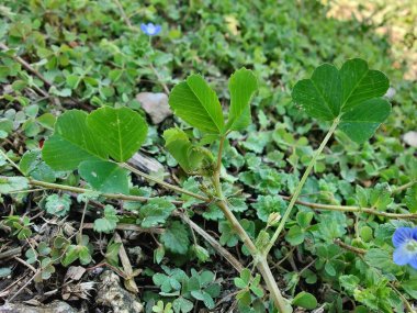 Burr sıhhiyesi, Medicago polimorfa, ama yonca ya da Medicago littoralis