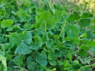 Burr sıhhiyesi, Medicago polimorfa, ama yonca ya da Medicago littoralis