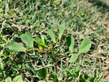 Burr sıhhiyesi, Medicago polimorfa, ama yonca ya da Medicago littoralis