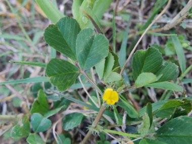 Burr sıhhiyesi, Medicago polimorfa, ama yonca ya da Medicago littoralis