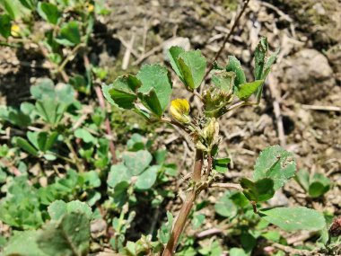 Burr sıhhiyesi, Medicago polimorfa, ama yonca ya da Medicago littoralis