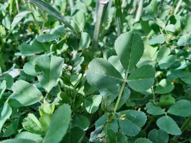 Burr sıhhiyesi, Medicago polimorfa, ama yonca ya da Medicago littoralis