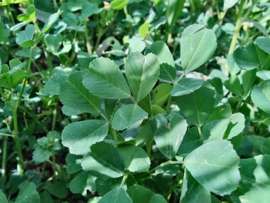 Burr sıhhiyesi, Medicago polimorfa, ama yonca ya da Medicago littoralis