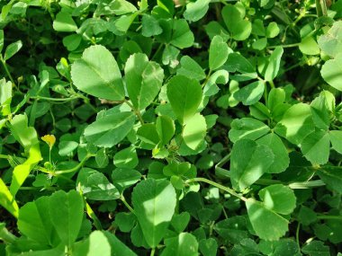 Burr sıhhiyesi, Medicago polimorfa, ama yonca ya da Medicago littoralis