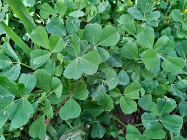 Burr sıhhiyesi, Medicago polimorfa, ama yonca ya da Medicago littoralis