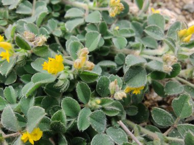 Burr sıhhiyesi, Medicago polimorfa, ama yonca ya da Medicago littoralis