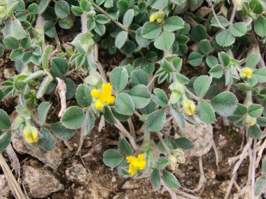 Burr sıhhiyesi, Medicago polimorfa, ama yonca ya da Medicago littoralis