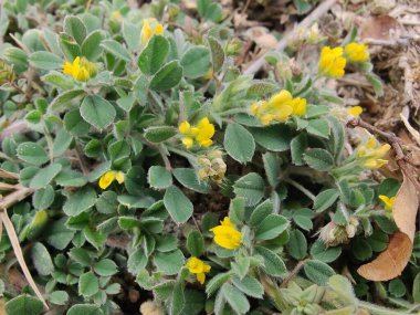 Burr sıhhiyesi, Medicago polimorfa, ama yonca ya da Medicago littoralis