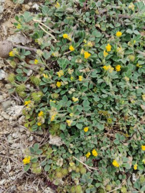 Burr sıhhiyesi, Medicago polimorfa, ama yonca ya da Medicago littoralis