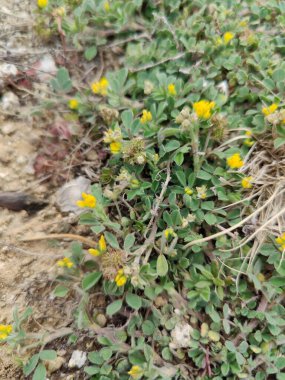 Burr sıhhiyesi, Medicago polimorfa, ama yonca ya da Medicago littoralis