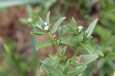 Lithospermum arvense, Corn Gromwell veya Buglossoides arvensis