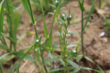 Lithospermum arvense, Corn Gromwell veya Buglossoides arvensis