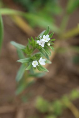 Lithospermum arvense, Corn Gromwell veya Buglossoides arvensis