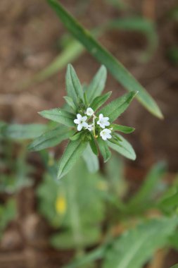 Lithospermum arvense, Corn Gromwell veya Buglossoides arvensis